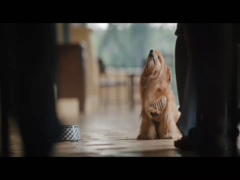 Dil Dosti Aur Dogs 2025 in Hindi thumb
